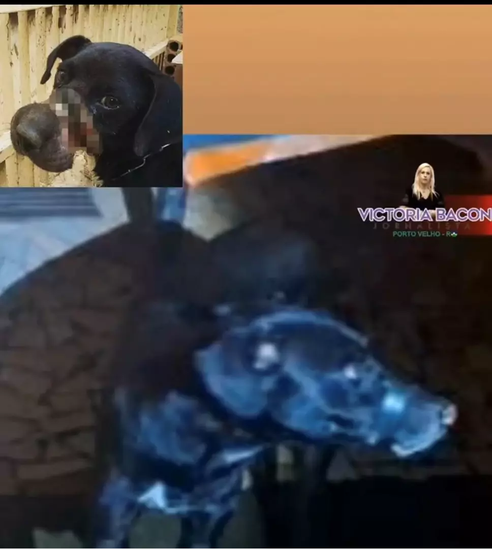 Tutor é preso por “vedar” focinho de seu cachorro com fita isolante para não latir